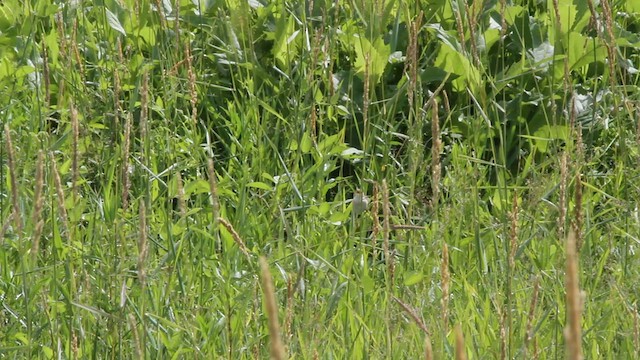 Sedge Wren - ML592040031