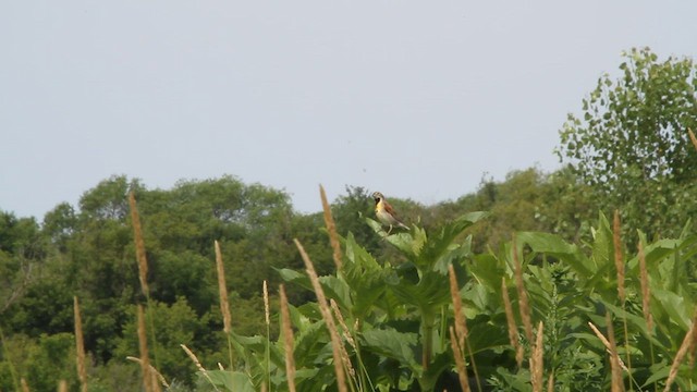 Dickcissel - ML592040111