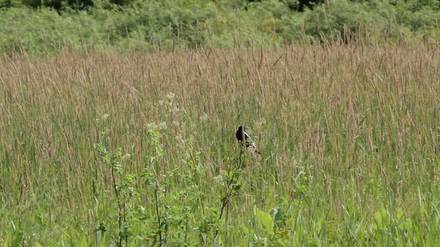 bobolink americký - ML592040221