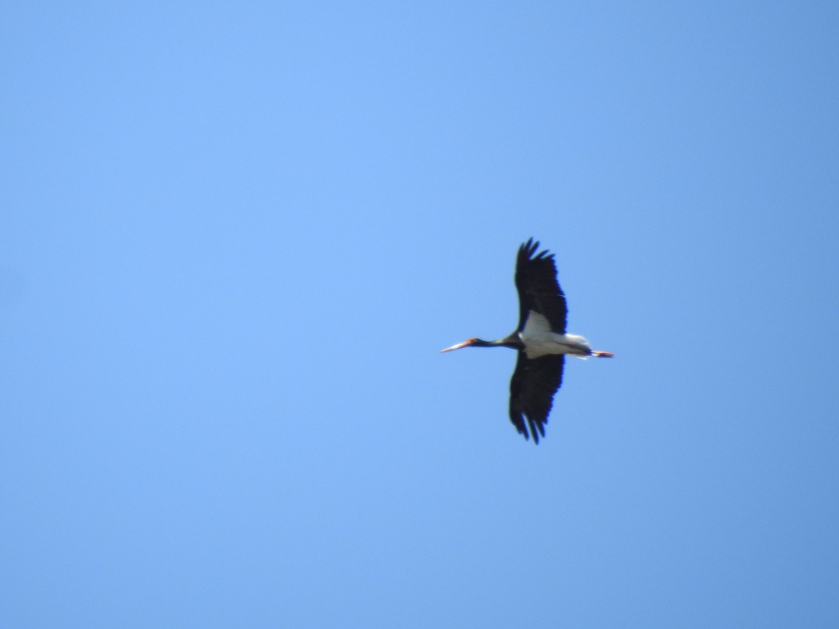 Black Stork - ML592040791