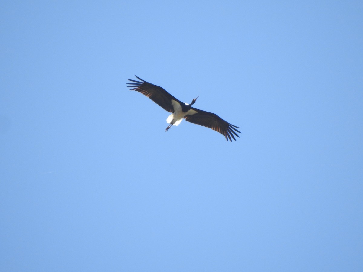 Black Stork - ML592040801