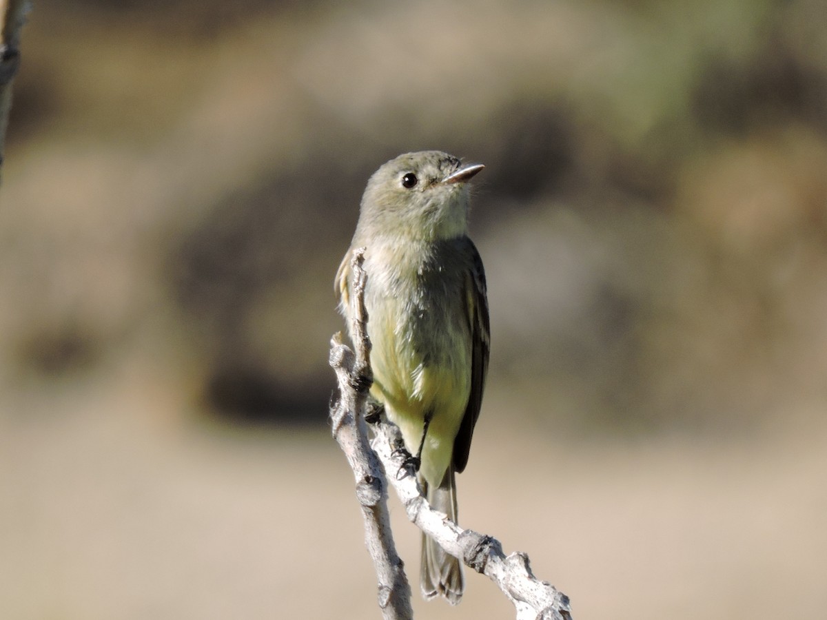 Hammond's Flycatcher - ML59204091