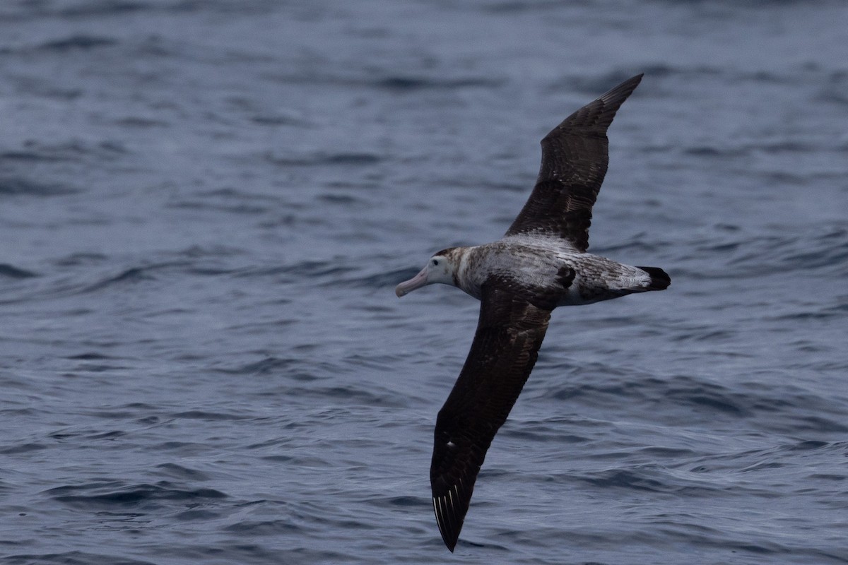 Snowy/Tristan/Antipodean Albatross - ML592041231