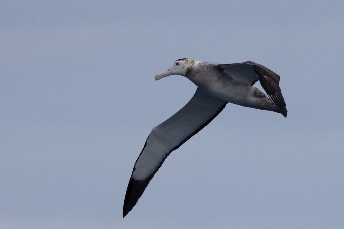 Albatros hurleur, A. de Tristan da Cunha ou A. des Antipodes - ML592041261