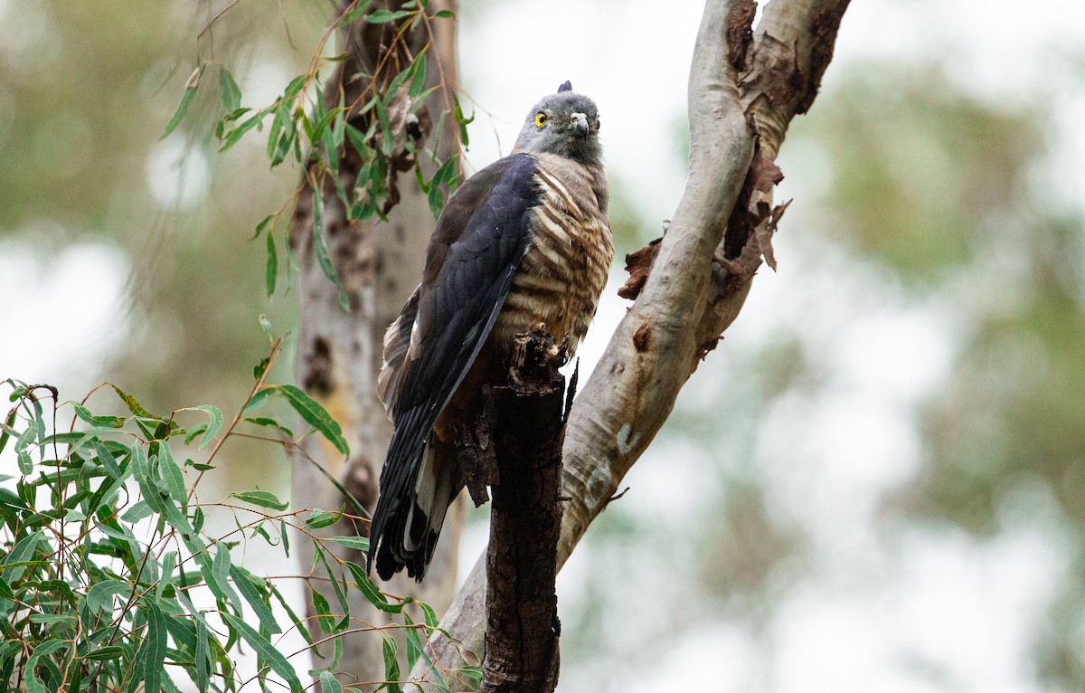 Pacific Baza - Katherine Clark