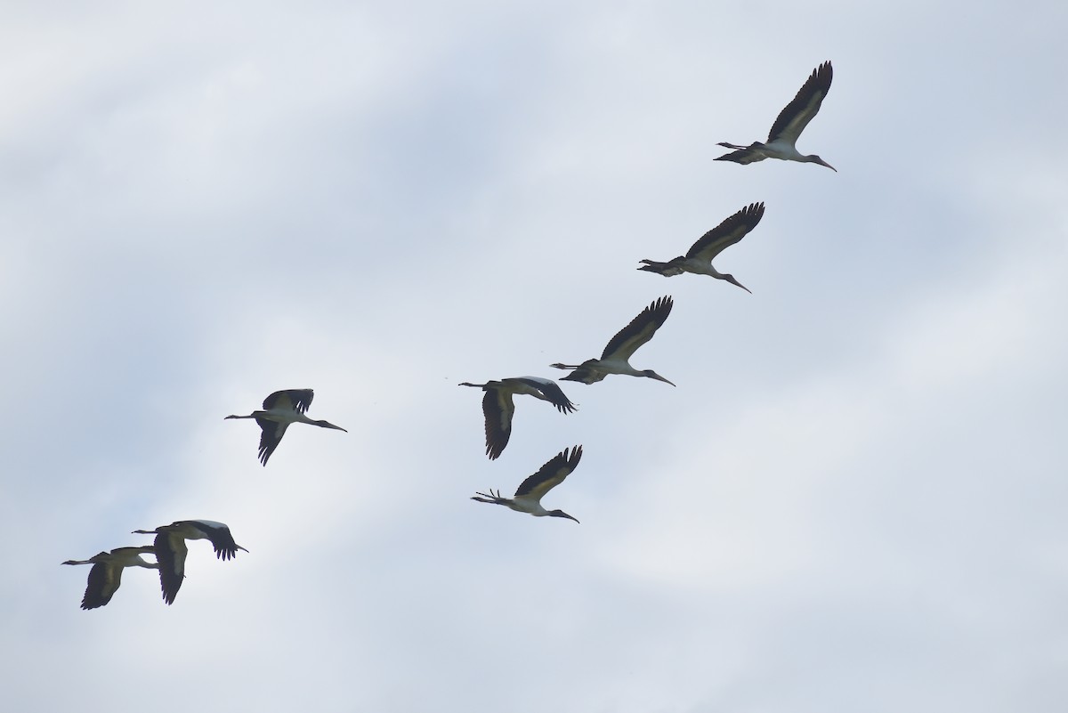 Wood Stork - Claire H