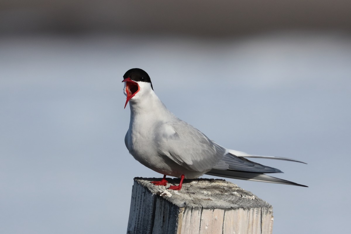 Arctic Tern - ML592041901