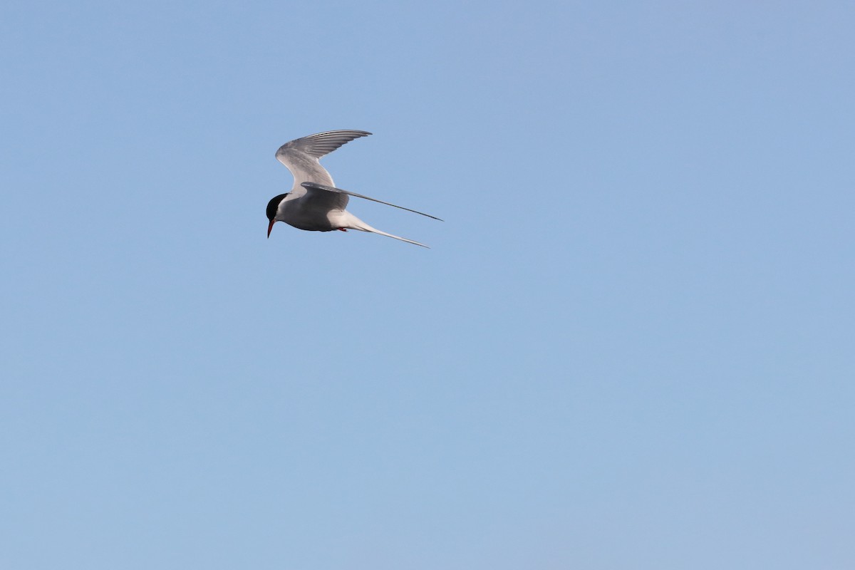 Arctic Tern - Dominique Berteaux