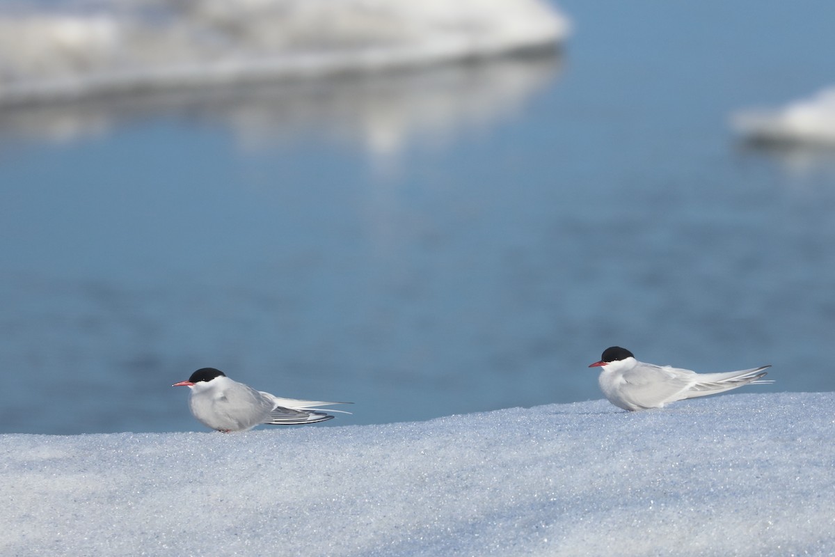 Arctic Tern - ML592041921