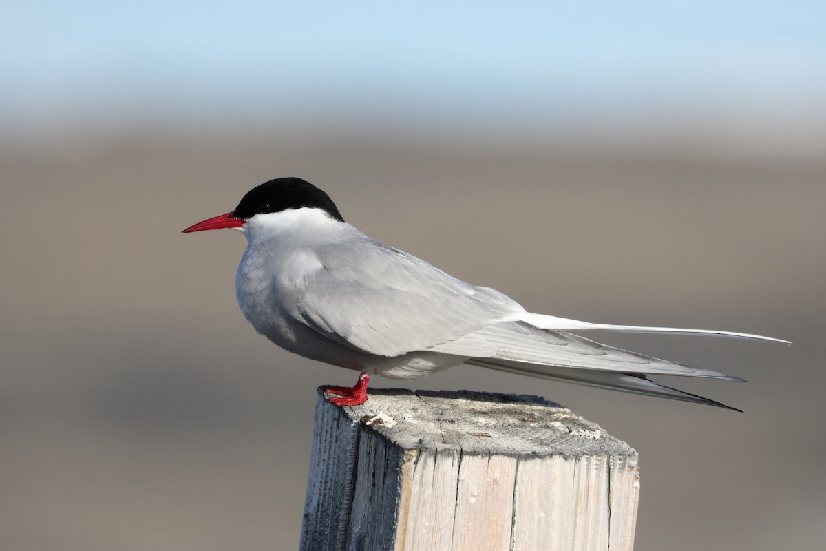 Arctic Tern - ML592041931