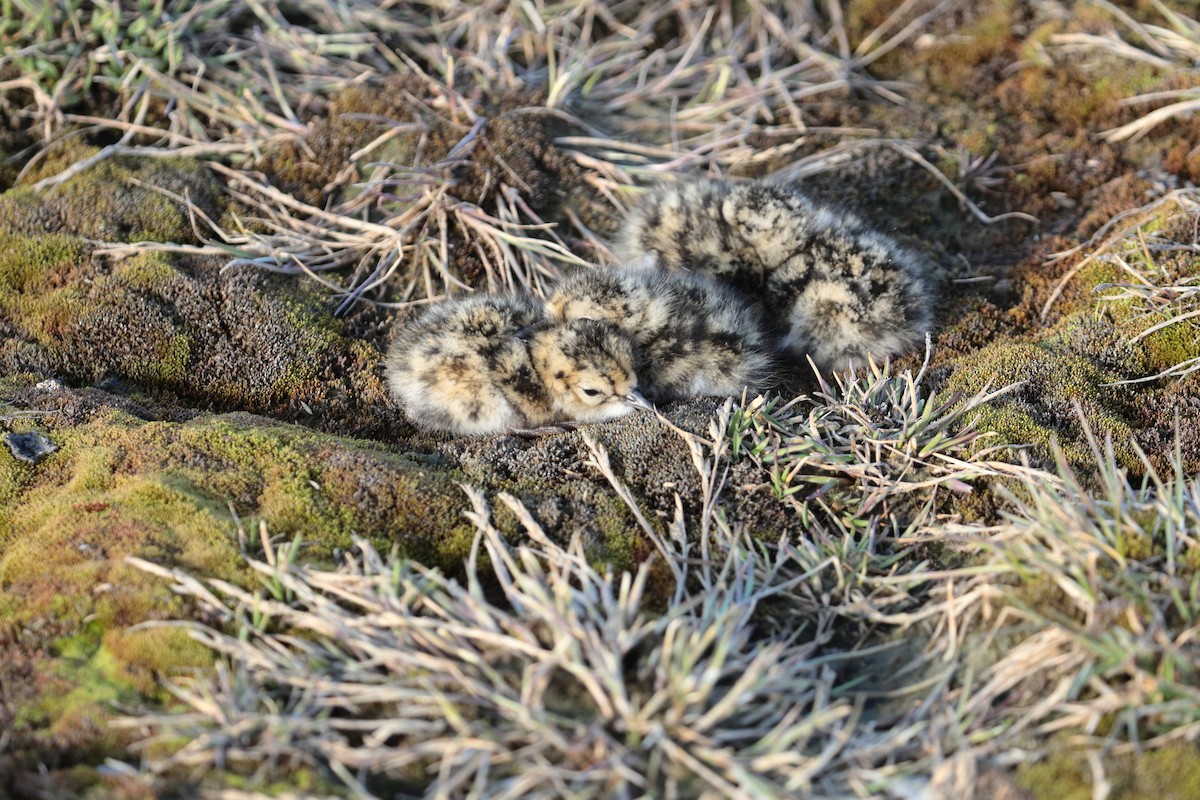 Ruddy Turnstone - ML592041971