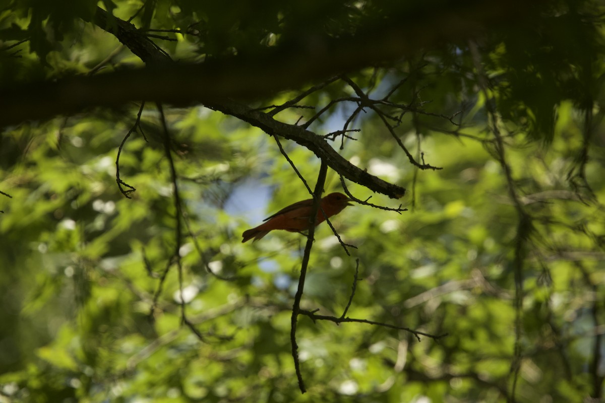 Summer Tanager - ML592043371