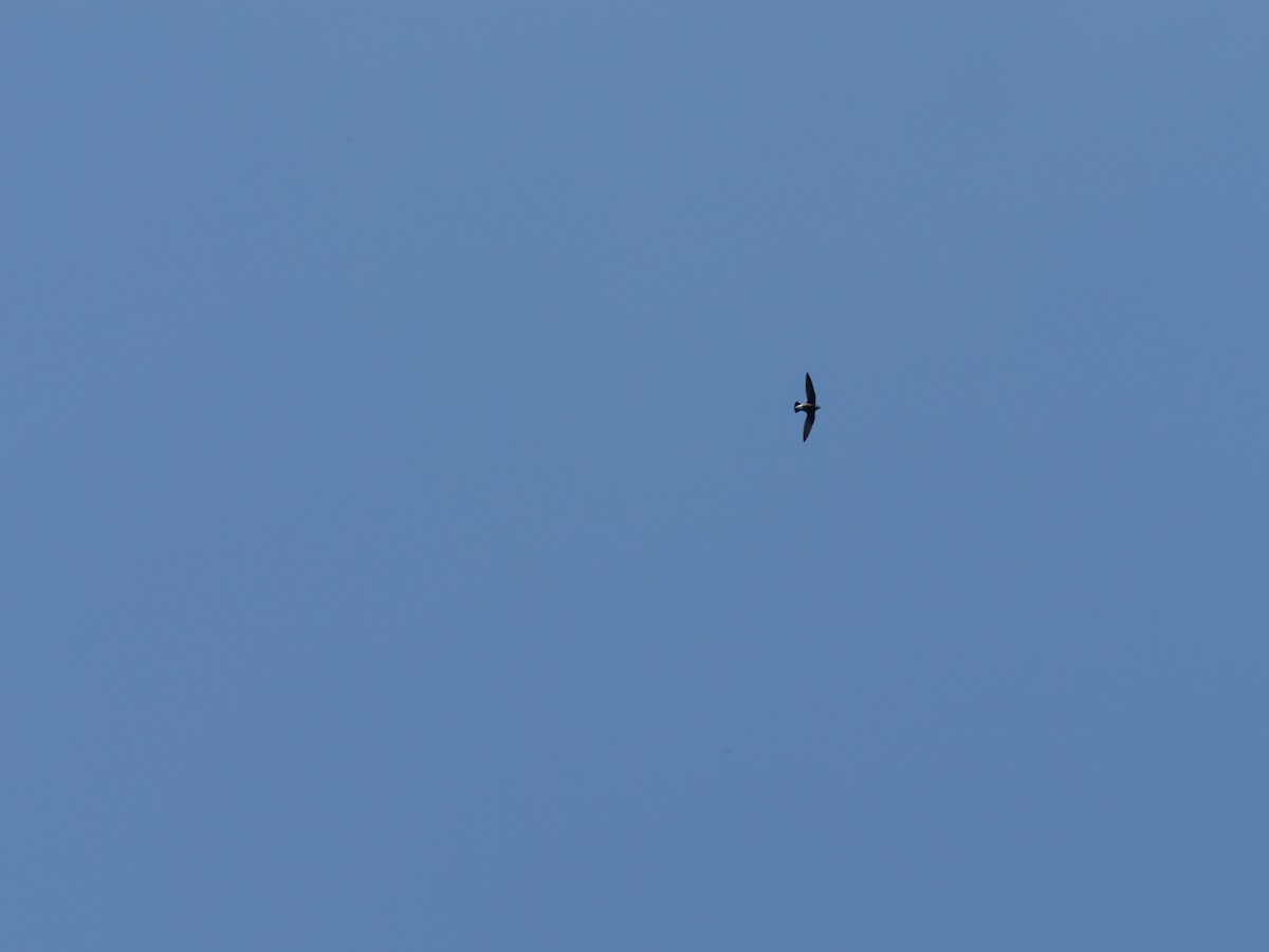 White-throated Needletail - ML592043781