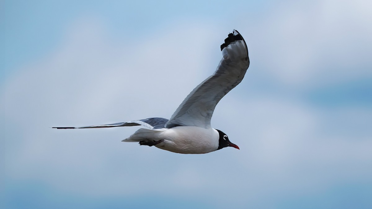 Mouette de Franklin - ML592043831