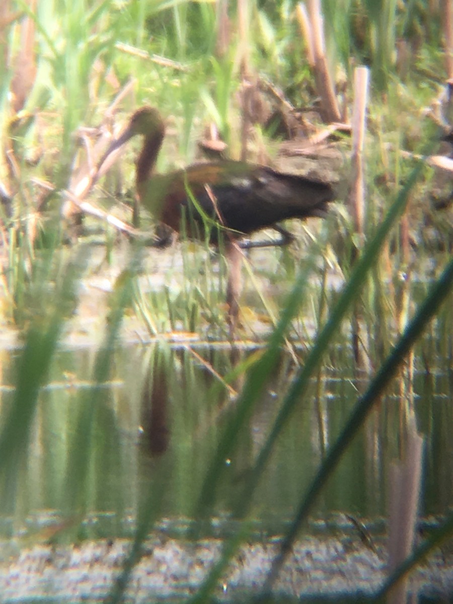 White-faced Ibis - ML592043971