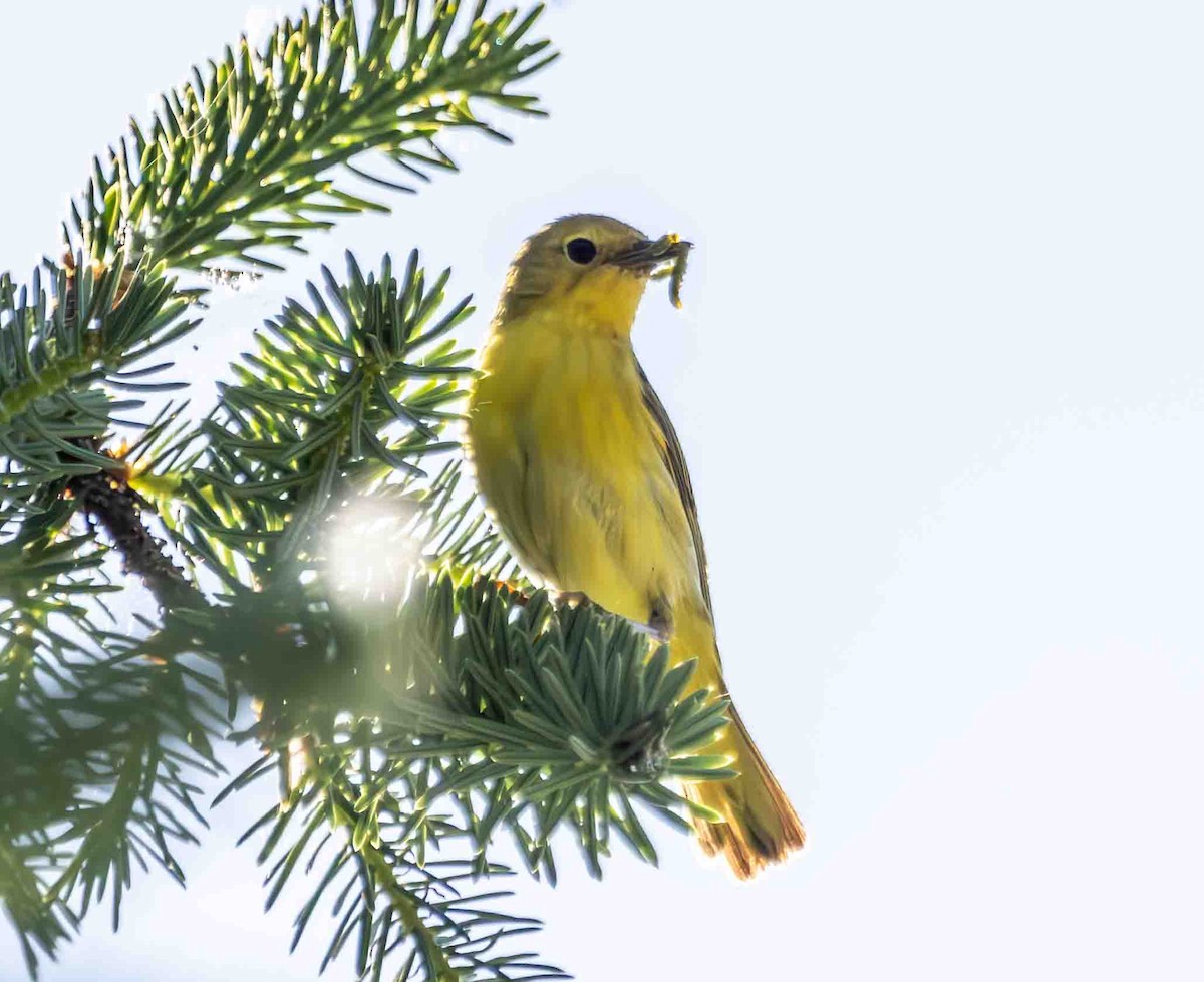 Yellow Warbler - Scott Fischer