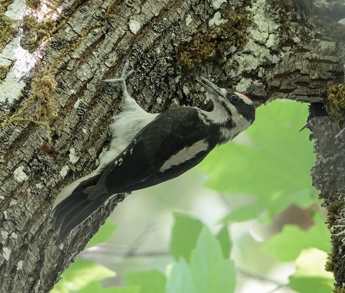 Hairy Woodpecker - ML592044101