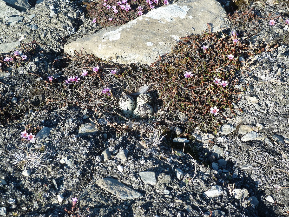 American Golden-Plover - ML592044631