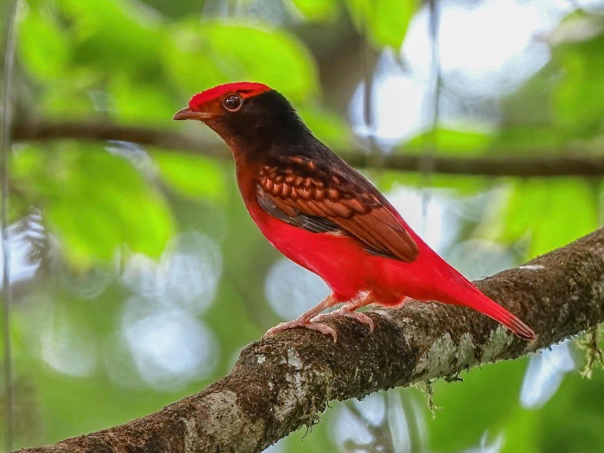 Guianan Red-Cotinga - Phoenicircus carnifex - Birds of the World