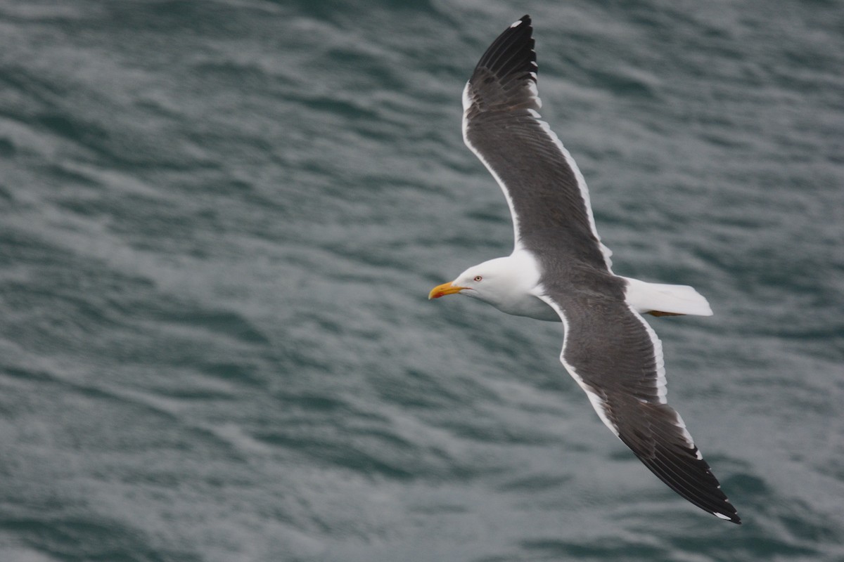 Lesser Black-backed Gull - Braden Judson