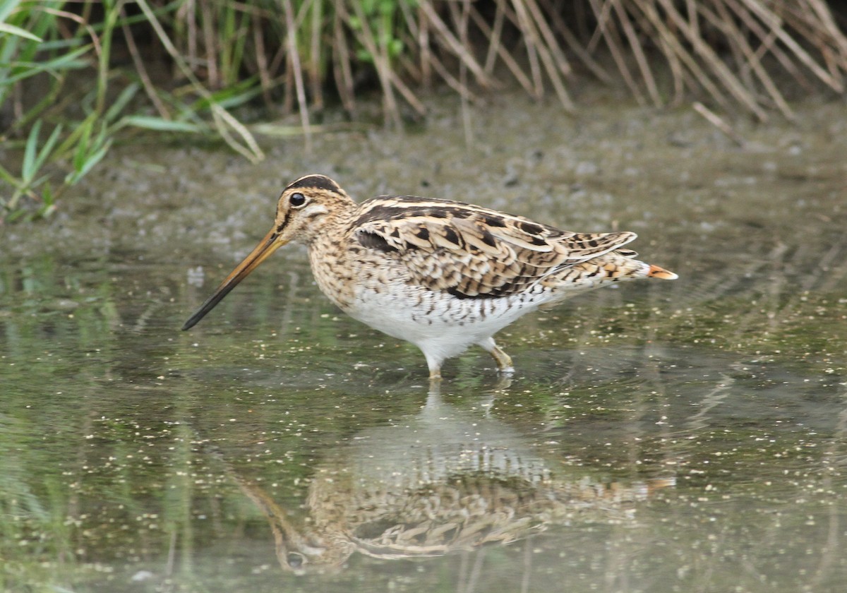 Latham's Snipe - ML592046701