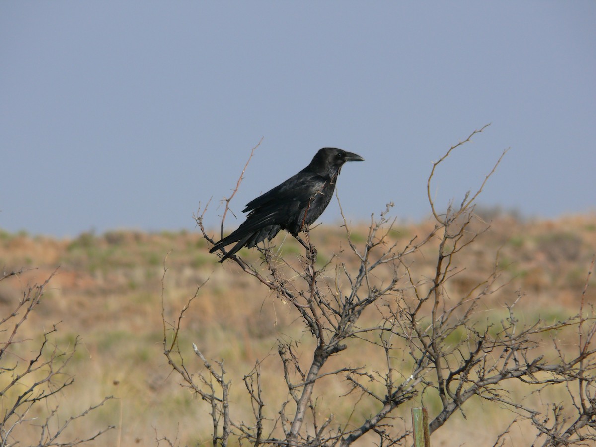 Chihuahuan Raven - Mike Grant