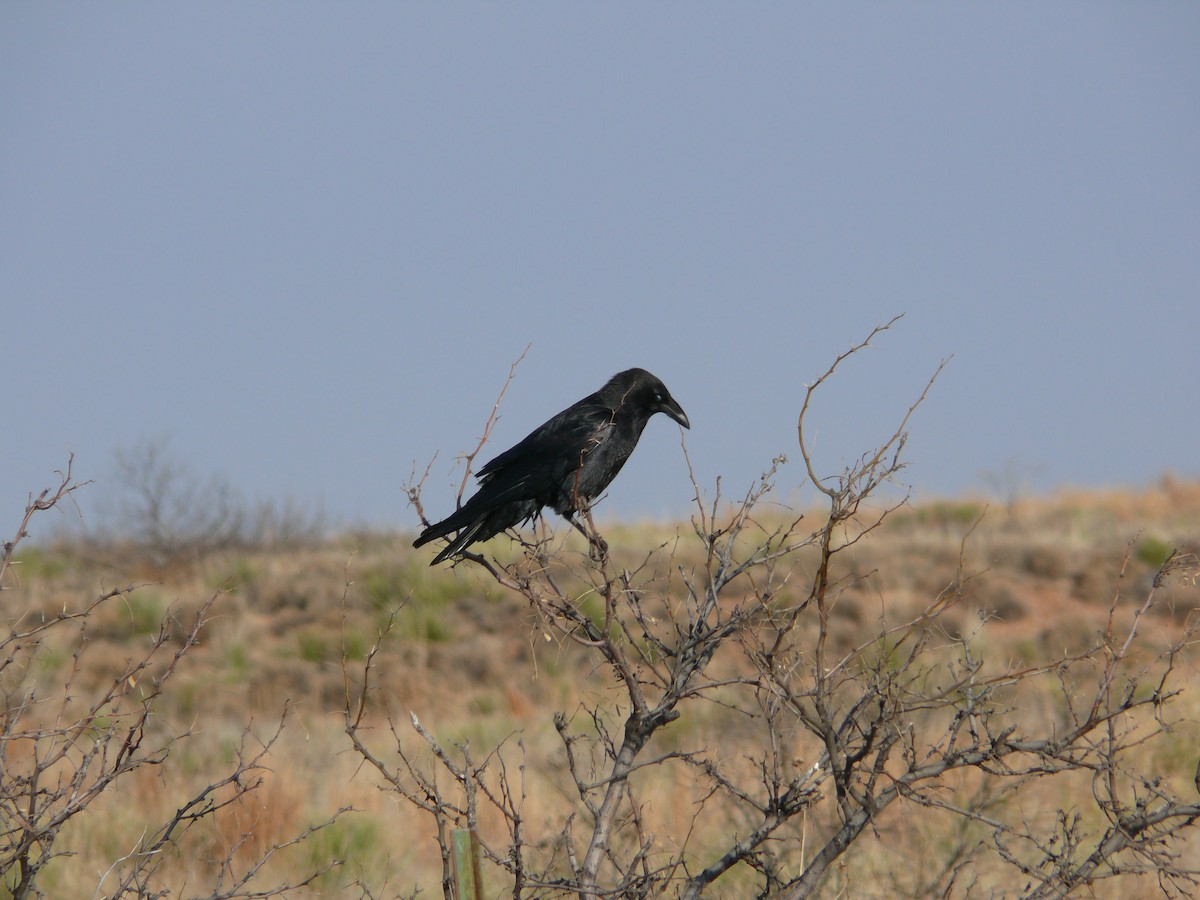 Chihuahuan Raven - Mike Grant