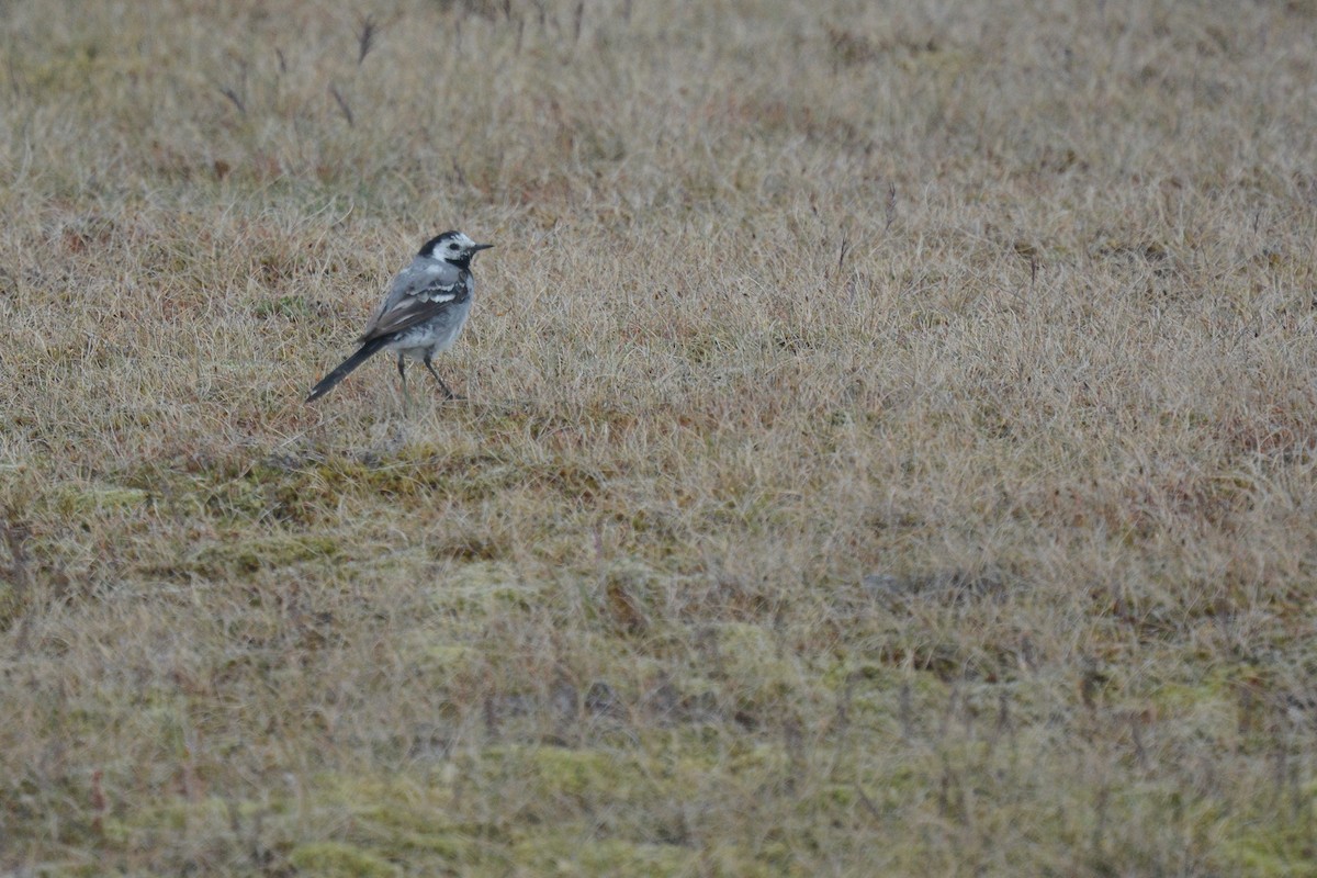 White Wagtail - ML592047071