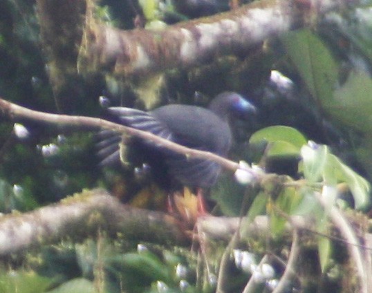 Sickle-winged Guan - ML59204831