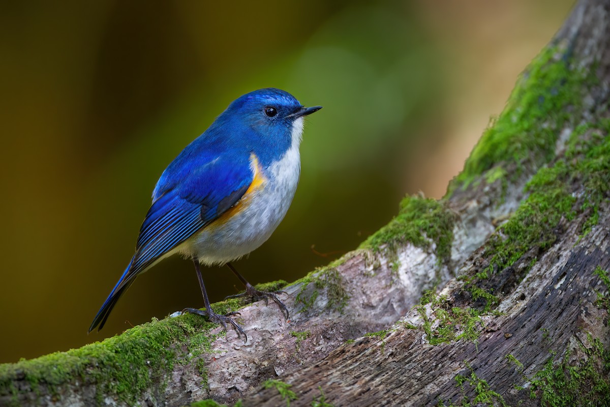 Himalayan Bluetail - ML592048761