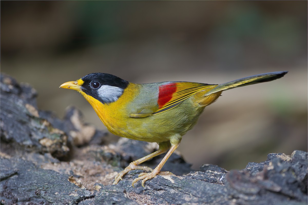 Silver-eared Mesia (Silver-eared) - ML592049441