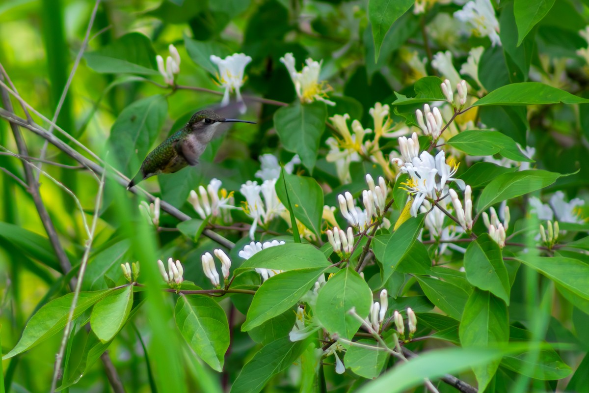 Ruby-throated Hummingbird - ML592049761