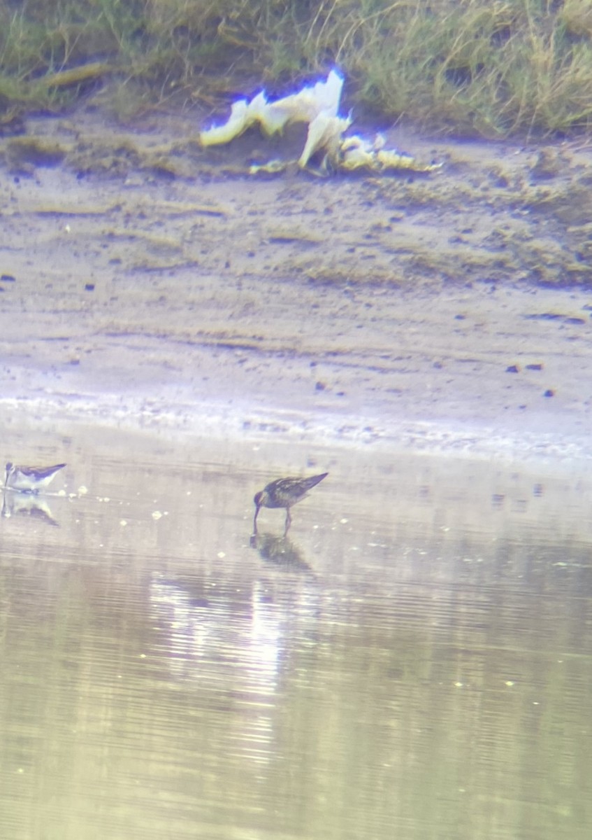 Stilt Sandpiper - ML592050491