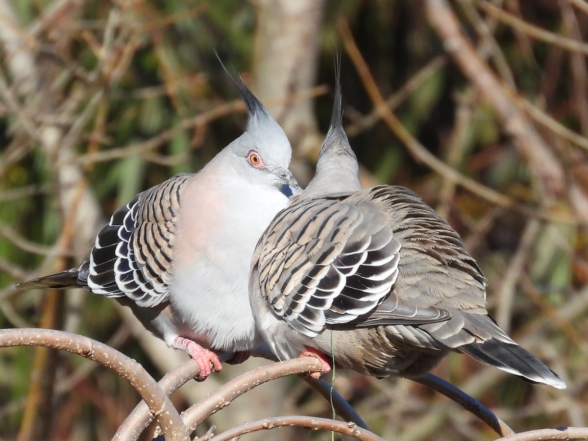 Crested Pigeon - ML592051791