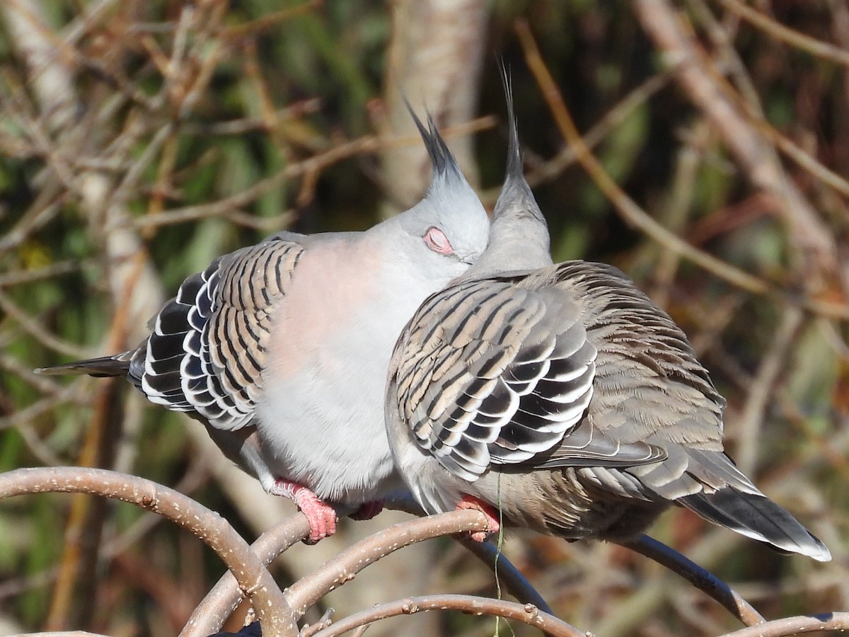 Crested Pigeon - ML592051801