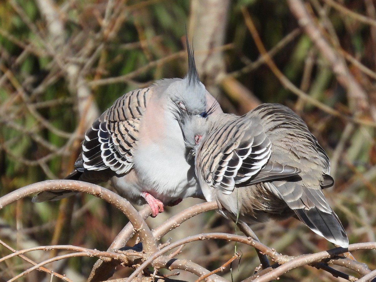 Crested Pigeon - ML592051811