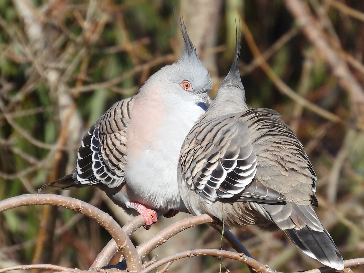 Crested Pigeon - ML592051821