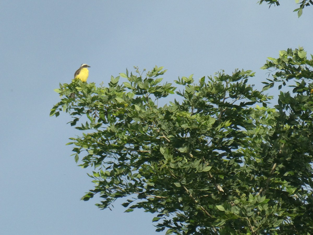 Social Flycatcher - ML592052011