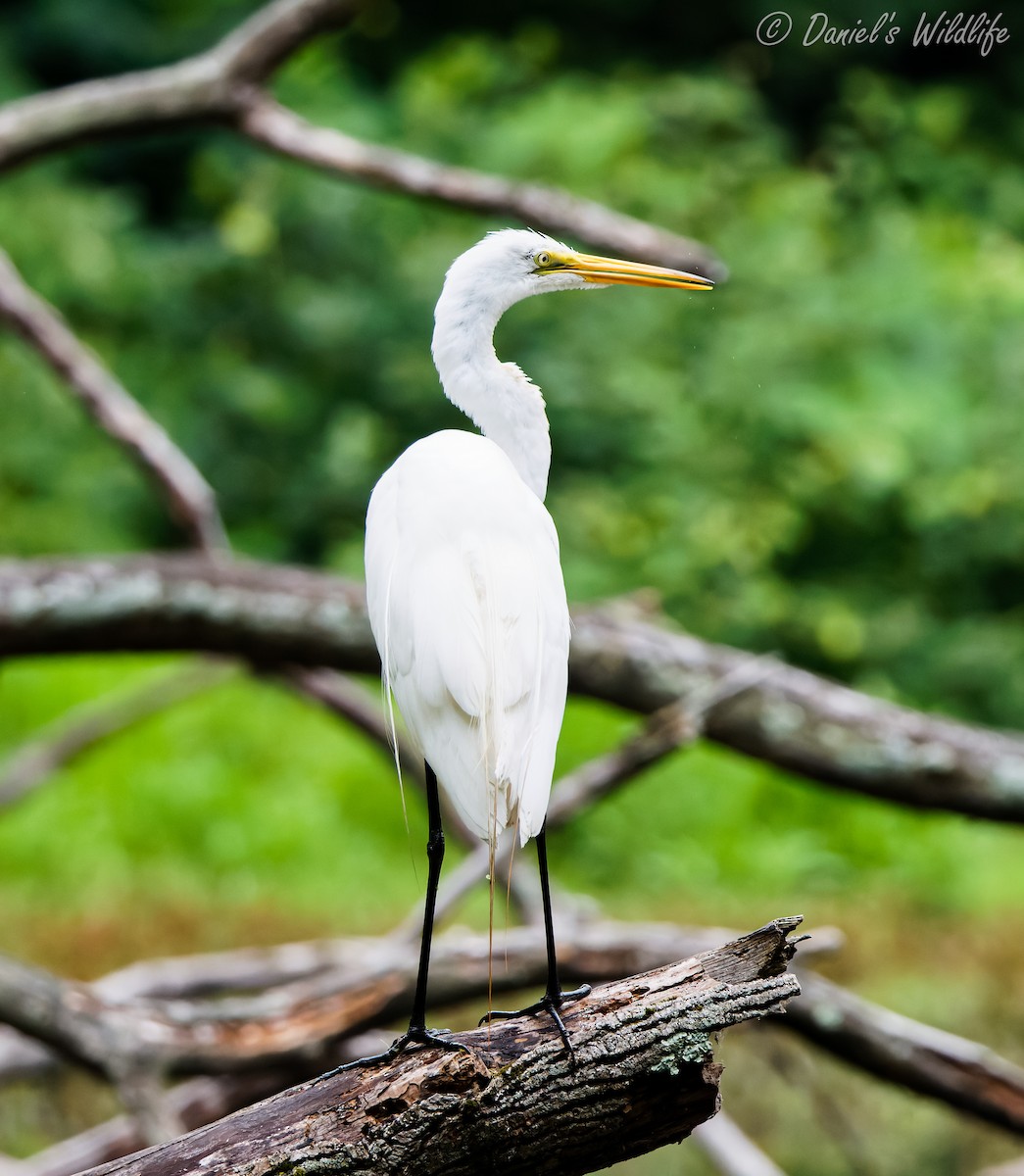 Great Egret - ML592052131