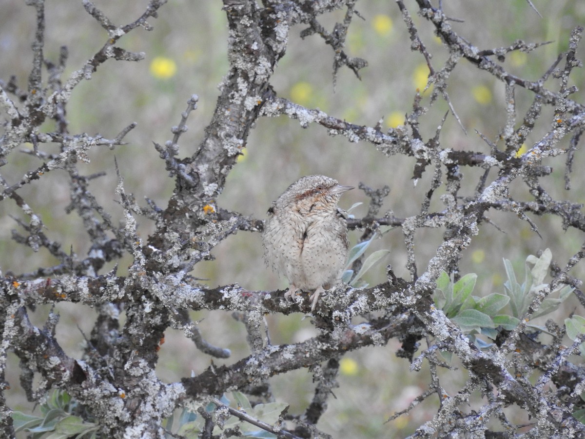 Eurasian Wryneck - ML592053321