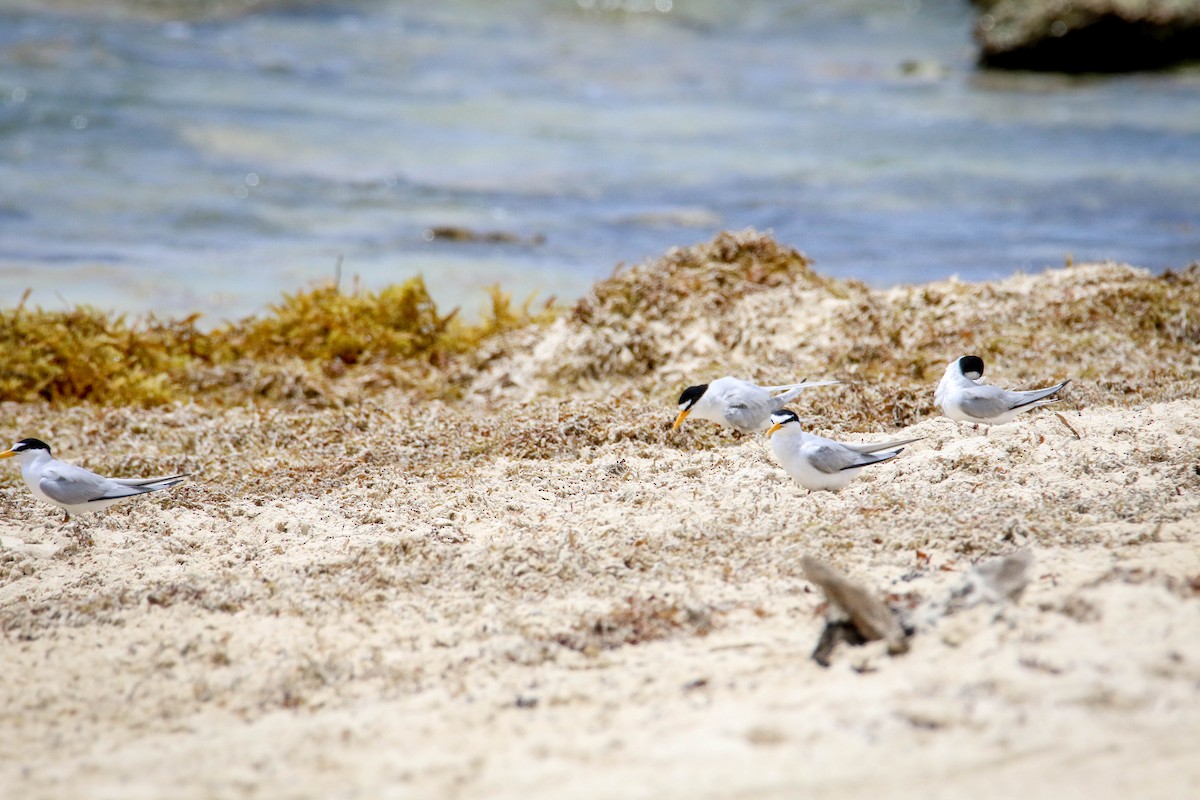 Least Tern - ML59205551