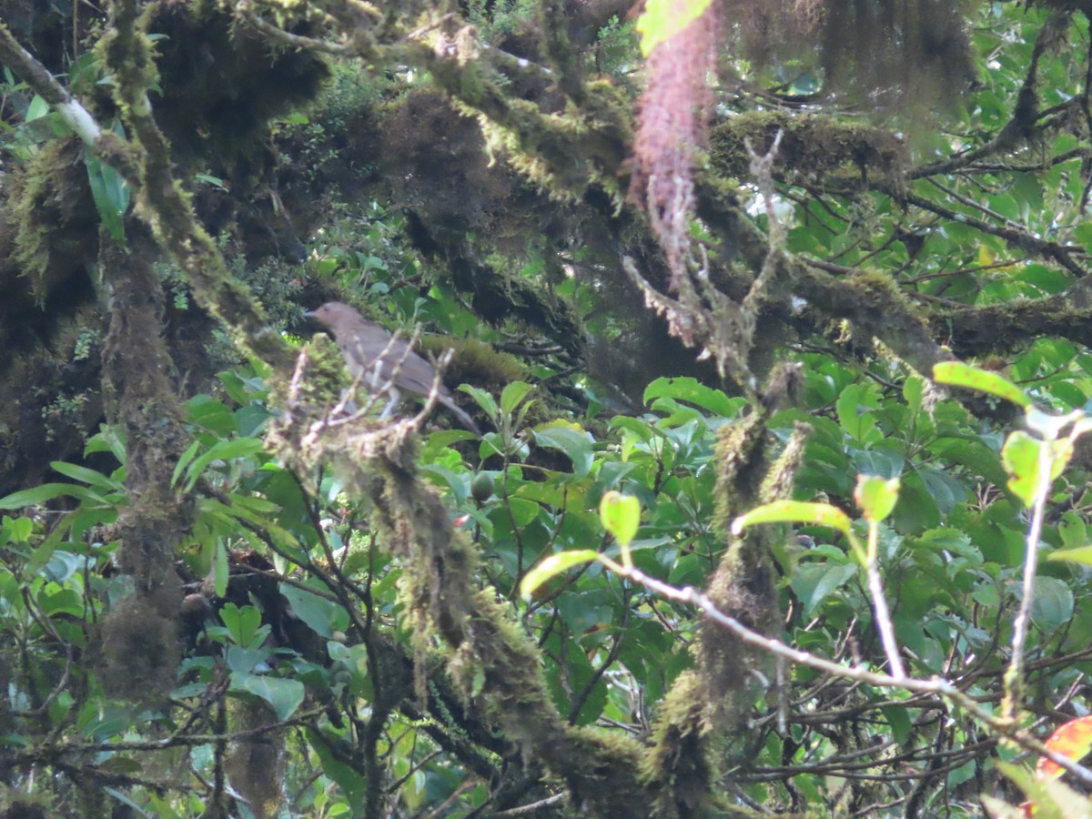 Mountain Thrush - ML592055671