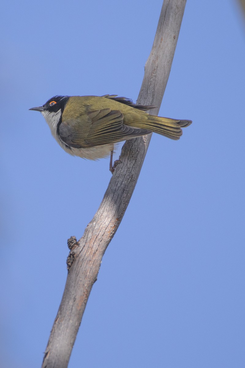 White-naped Honeyeater - ML592056011