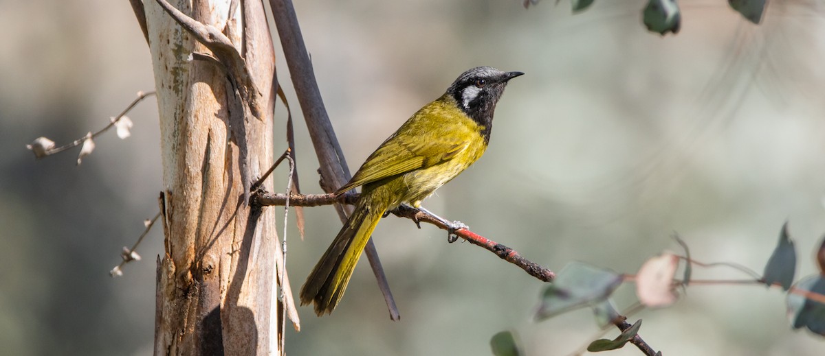 White-eared Honeyeater - ML592056141