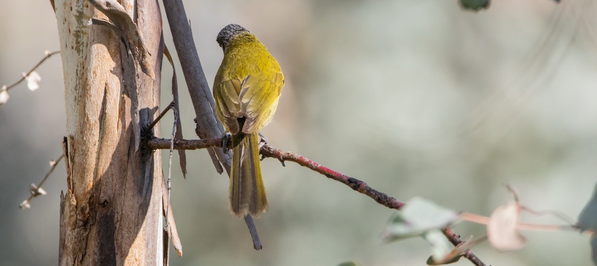 White-eared Honeyeater - ML592056191