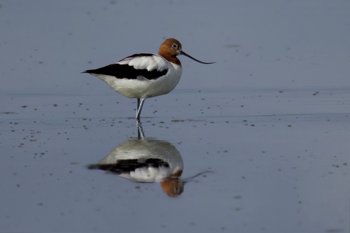 Red-necked Avocet - Tom Tarrant