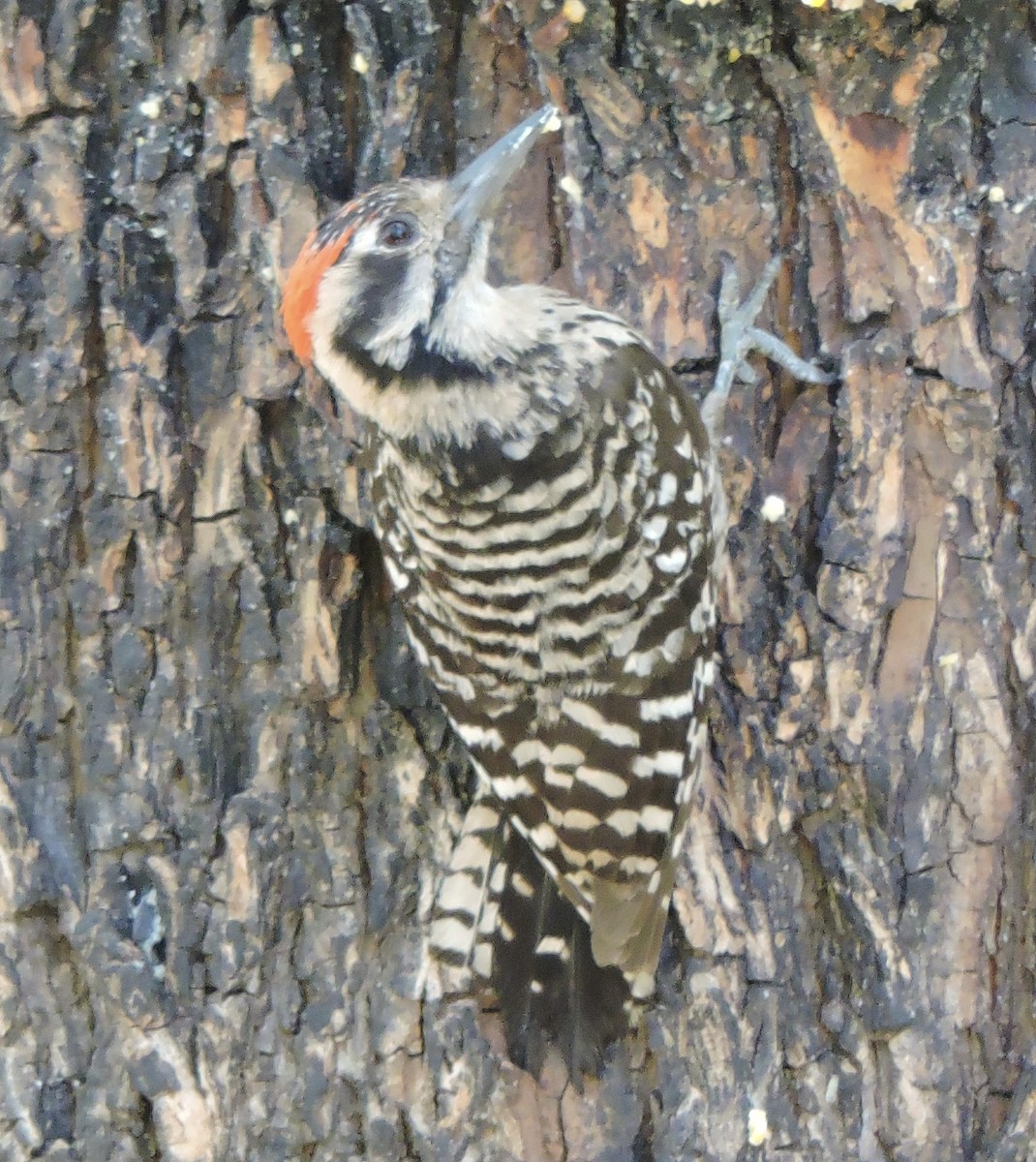 Ladder-backed Woodpecker - John Boback