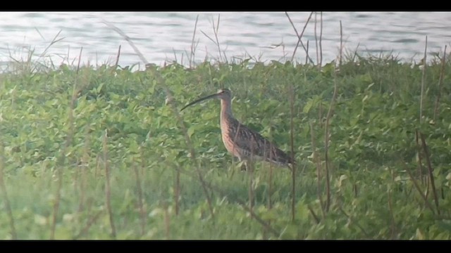 Eurasian Curlew - ML592059391