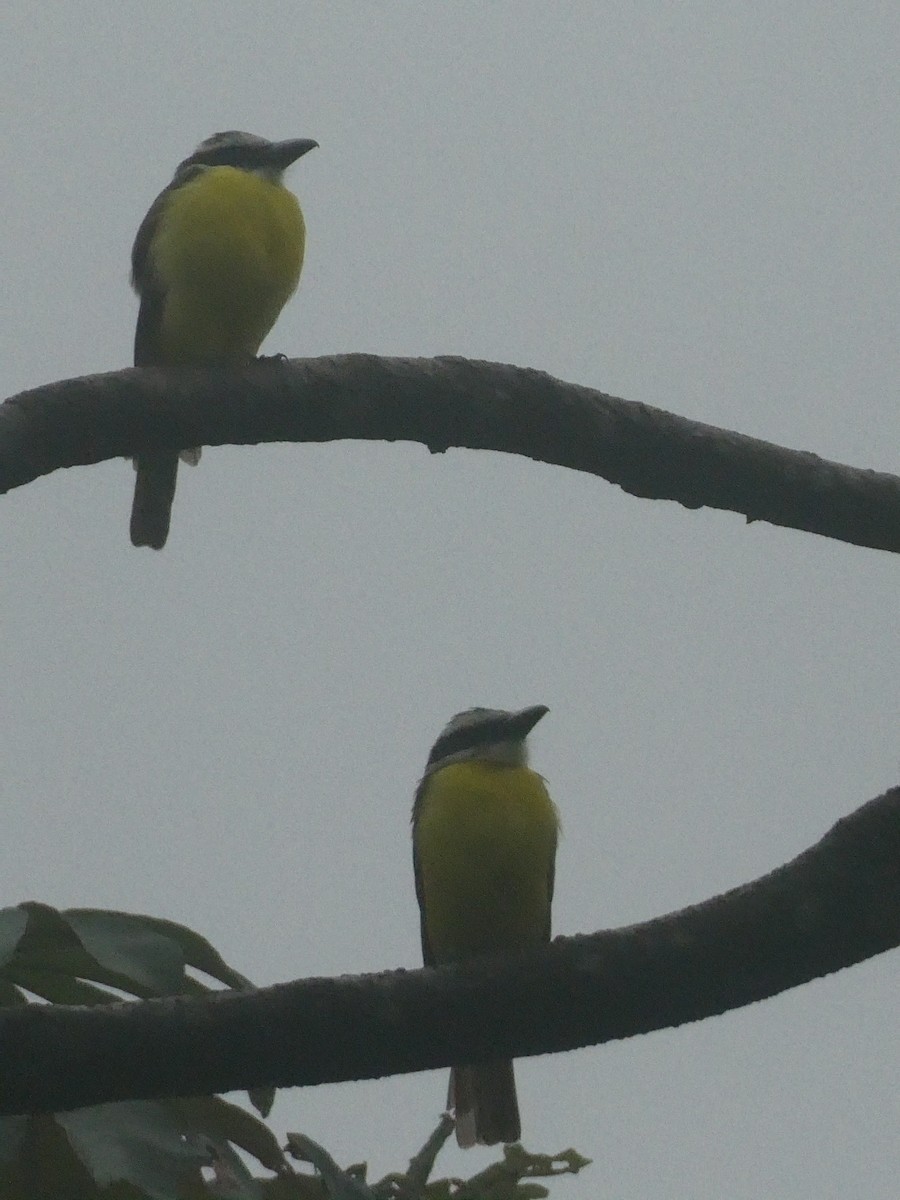 Boat-billed Flycatcher - ML592059821