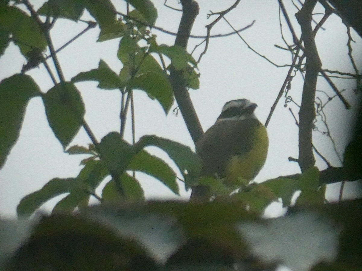 Boat-billed Flycatcher - ML592059831